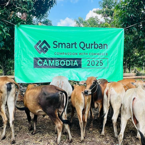 Cambodia - Cattle