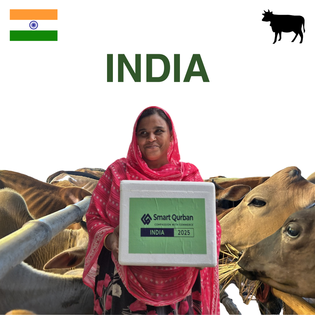 India - Cattle