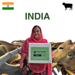India - Cattle