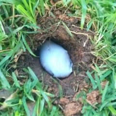 Placenta Burial