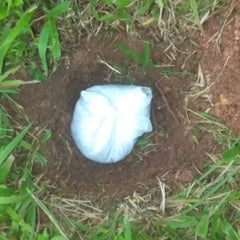 Placenta Burial